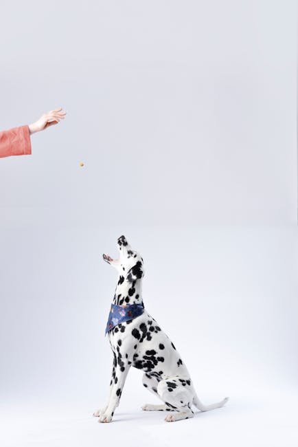Hand Signals for Dog Training: Master Canine Communication