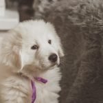 Harper And Friends Dog Grooming: Pamper Your Pup Today