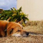 Havanese Dog Health Issues: Essential Care Tips