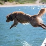 Health Certificate for Dogs Flying: Essential Travel Guide