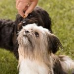 Health Extension Dog Food Recall: What Pet Owners Must Know