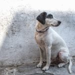 Health Issues of Maltese Dogs: Essential Care Tips