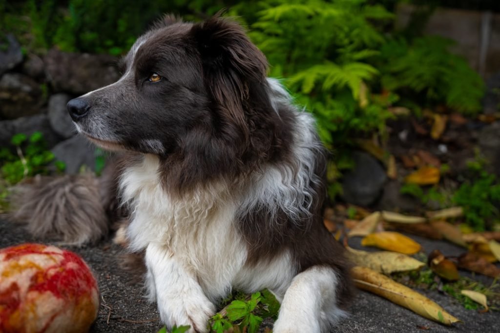 Heart Diet for Dogs: Boost Their Health Naturally