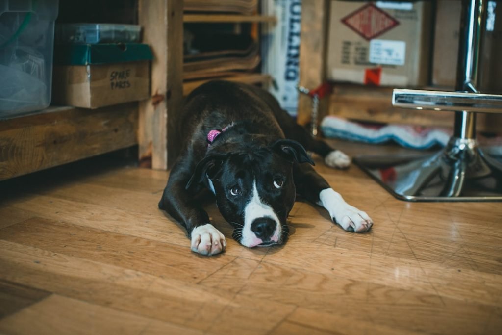 Home Insurance Dog Bite: Protecting Your Finances