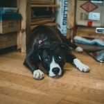 Home Insurance Dog Bite: Protecting Your Finances
