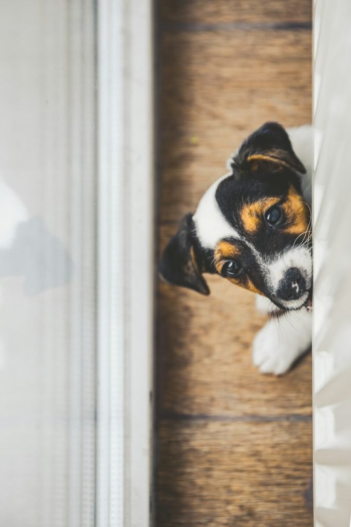 Homeowners Insurance After Dog Bite: Essential Guide