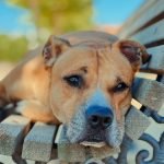 Homeowners Insurance And Pit Bull Dogs: Safety Tips