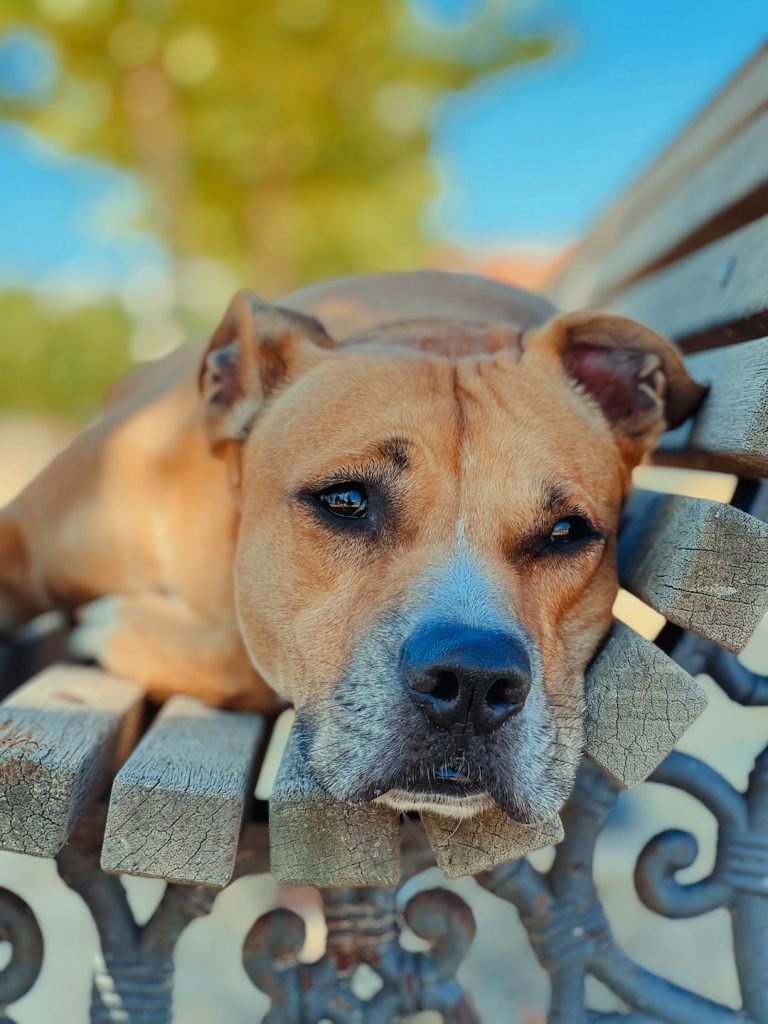 Homeowners Insurance And Pit Bull Dogs: Safety Tips