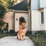 Homeowners Insurance Dog Bite Exclusion: Vital Insights