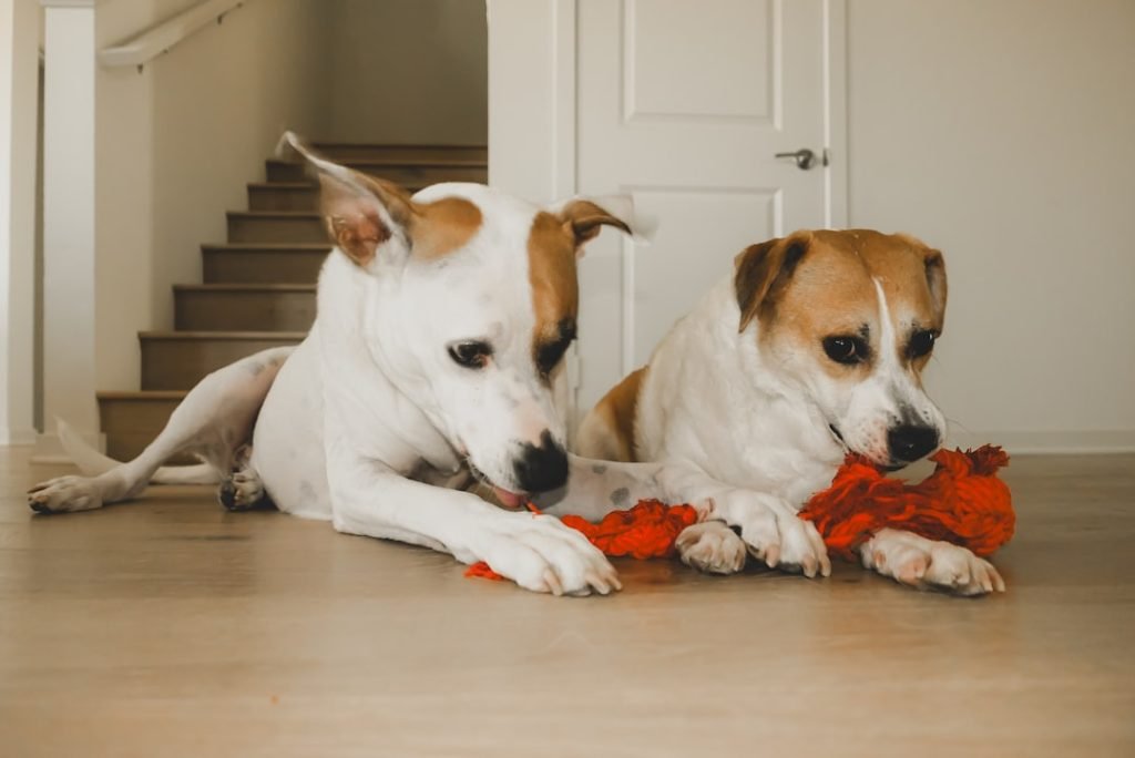 Homeowners Insurance Dogs: Protect Your Paws & Property