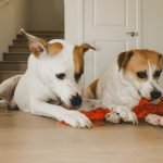 Homeowners Insurance Dogs: Protect Your Paws & Property
