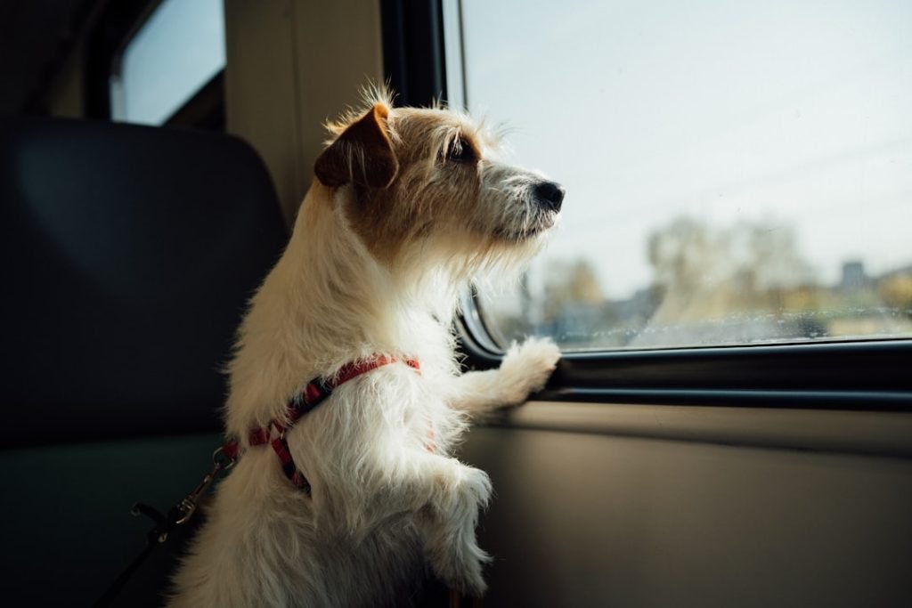 House Train Any Dog: Expert Tips for Success