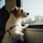 House Train Any Dog: Expert Tips for Success