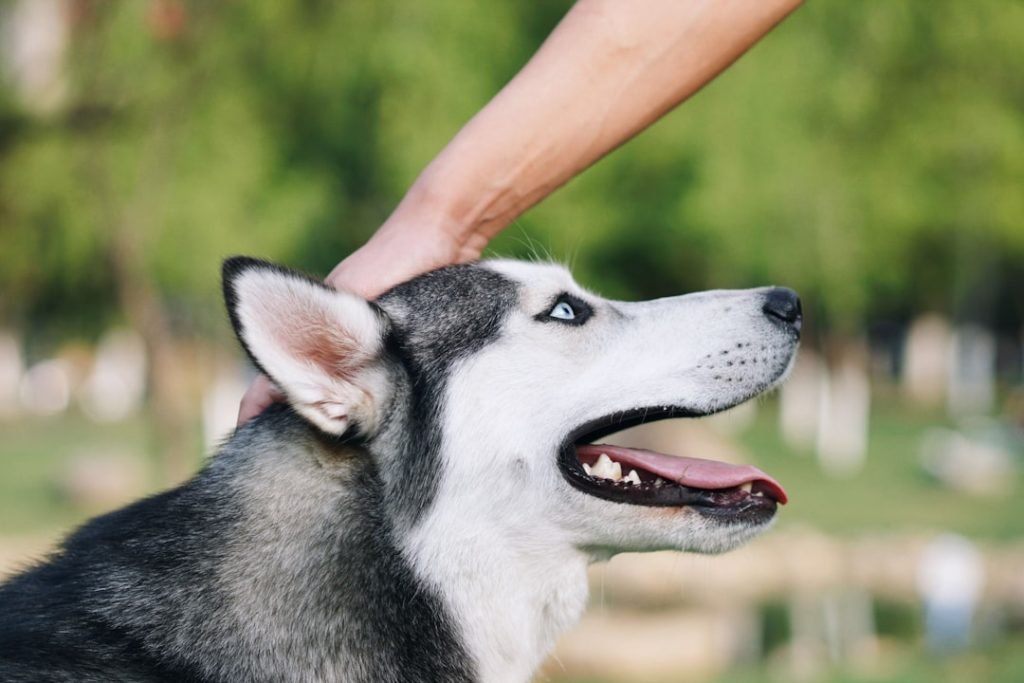 How Do You Learn to Groom Dogs: Expert Tips Revealed