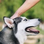 How Do You Learn to Groom Dogs: Expert Tips Revealed