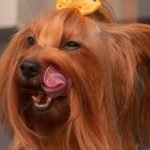 How Long Does a Dog Groom Take: Quick Guide