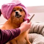 How Much Do You Tip a Dog Groomer: Expert Advice