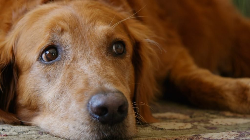 How Much Does Adopting a Dog Cost: Uncover the Truth