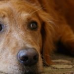 How Much Does Adopting a Dog Cost: Uncover the Truth