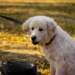 How Much Does It Cost to Train a Dog: Budget-Friendly Tips