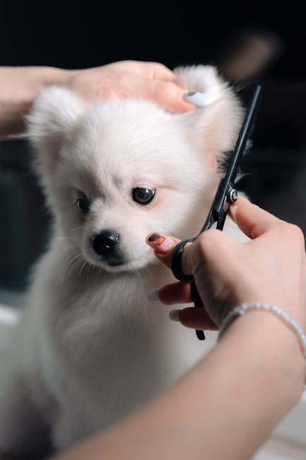 How Much Does a Dog Groomer Make: Salary Insights