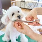How Much is Dog Grooming at Pet Supplies Plus: Affordable Rates