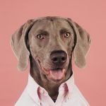 How Much is Dog Health Insurance: A Complete Guide