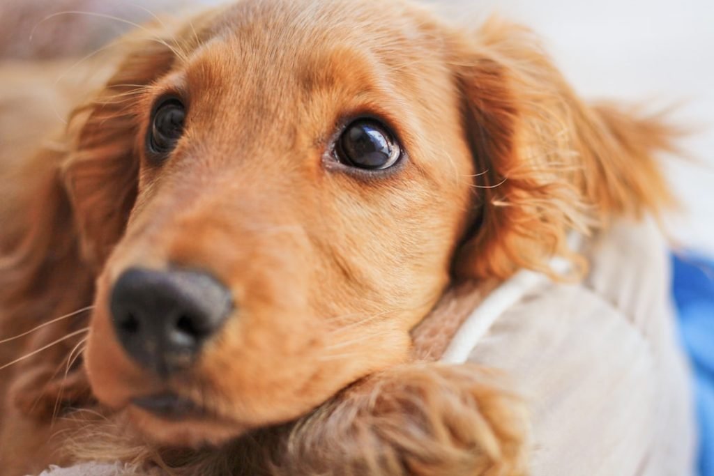 How Much is Dog Insurance a Month: Uncover Costs