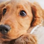 How Much is Dog Insurance a Month: Uncover Costs