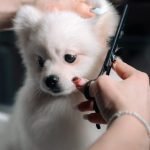 How Much is a Dog Groomer at Petsmart: Cost Breakdown