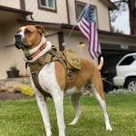 How Much is a Trained Service Dog: Uncovering Costs