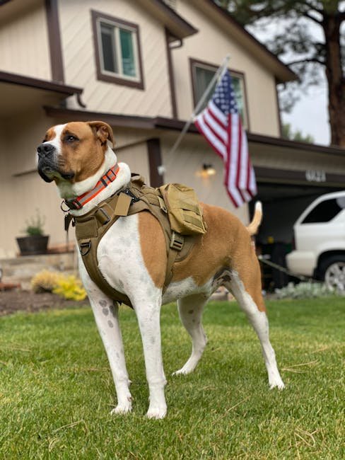 How Much is a Trained Service Dog: Uncovering Costs