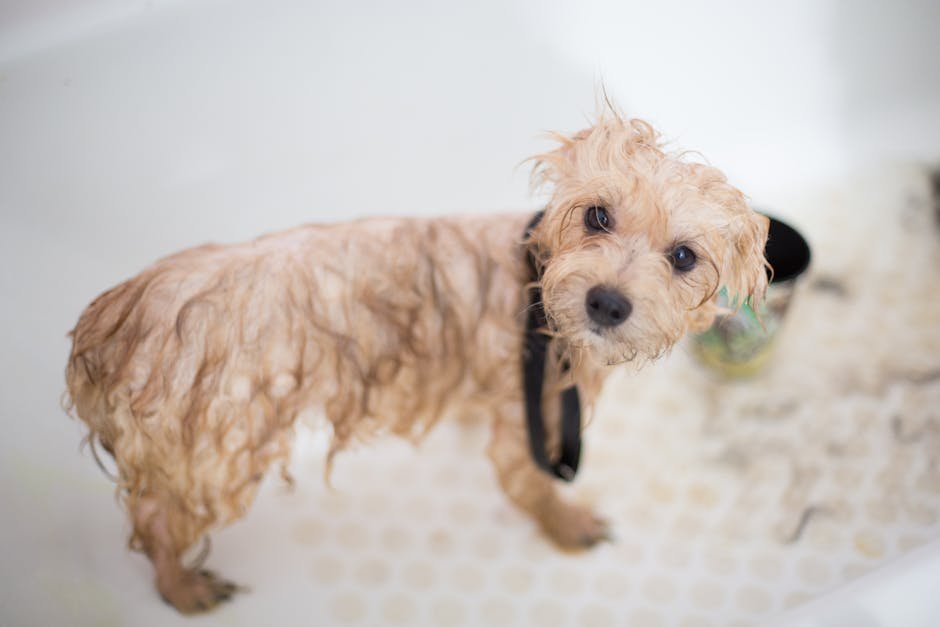 How Much to Groom a Dog at Petco: Cost Breakdown