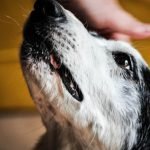 How Often Should Dog Be Groomed: Essential Guide
