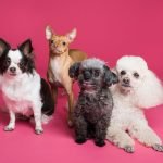 How Often Should Dogs Be Groomed: Essential Guidelines