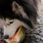 How to Add Fiber to Dogs Diet: Boost Health Naturally