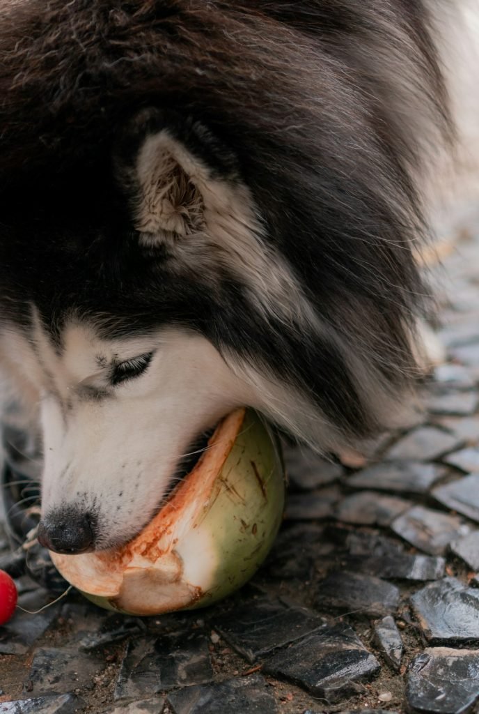 How to Add Fiber to Dogs Diet: Boost Health Naturally