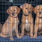 How to Crate Train a Dog With Separation Anxiety: Expert Tips