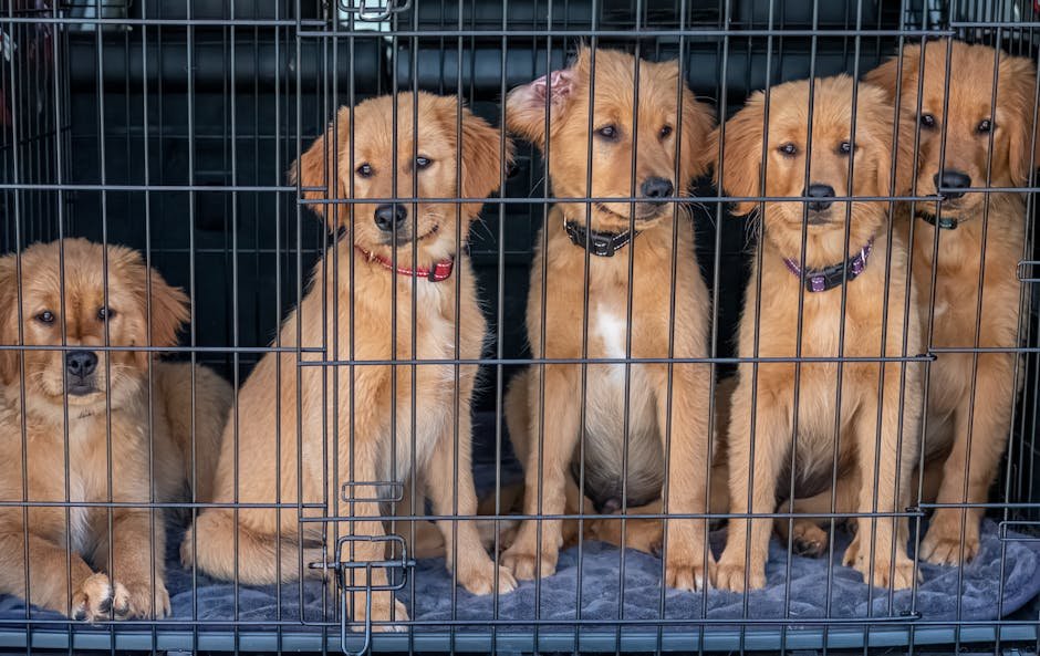 How to Crate Train a Dog With Separation Anxiety: Expert Tips
