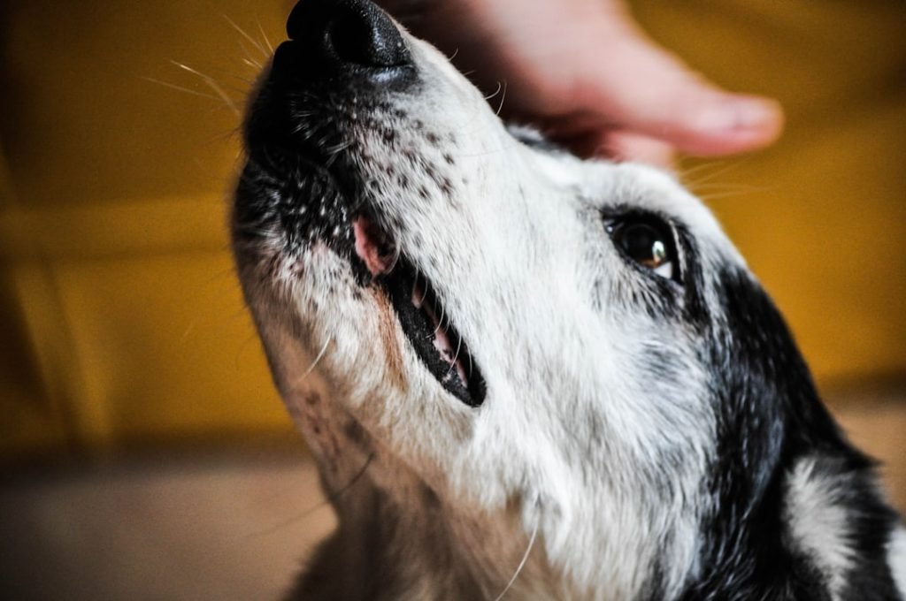 How to Get a Mental Health Service Dog: A Step-by-Step Guide