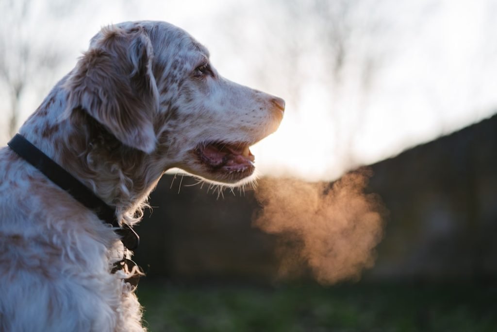 How to Give Dog Activated Charcoal: Expert Tips