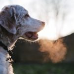 How to Give Dog Activated Charcoal: Expert Tips