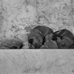 How to Give a Dog Activated Charcoal: Safe Steps