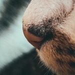 How to Groom a Cockapoo Dog: Expert Tips Revealed