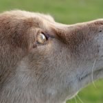 How to Groom an Australian Shepherd Dog: Expert Tips