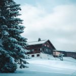 How to House Train Your Dog: Expert Tips Unveiled