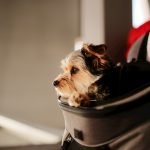 How to Potty Train Yorkie Dog: Expert Tips Revealed 2025