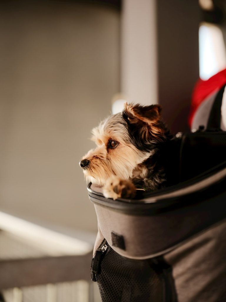 How to Potty Train Yorkie Dog: Expert Tips Revealed 2025