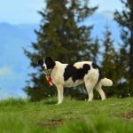 How to Potty Train a German Shepherd Dog: Expert Tips