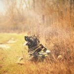 How to Potty Train a German Shepherd Dog: Proven Tips